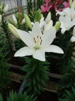 [5700 DJ LA-11 No01.JPG]